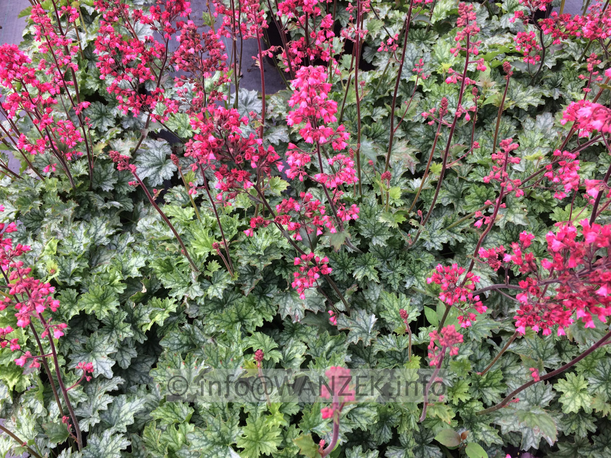 Heuchera Hybride Paris.JPG